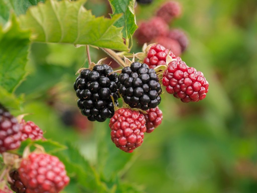berry, blackberries, fruit